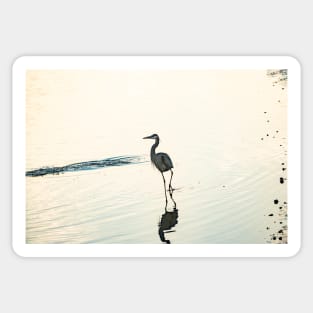 Great Blue Heron 2 Sticker